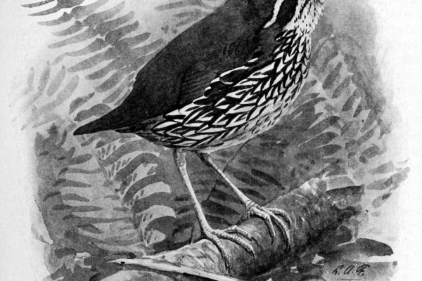 Rufous-vented Tapaculo