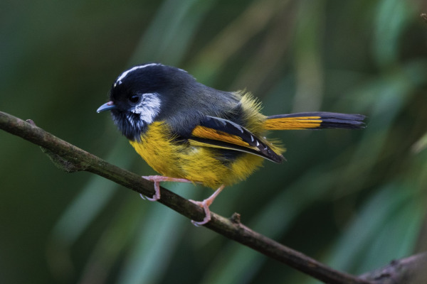 Rufous-vented Tit