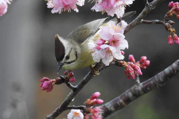 Rufous-vented Yuhina