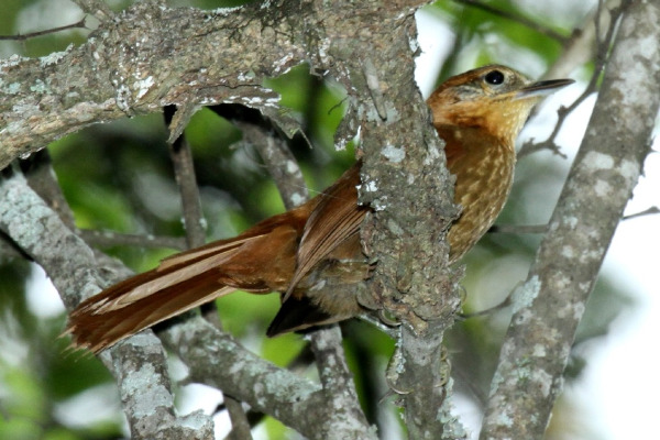 Rufous-webbed Brilliant