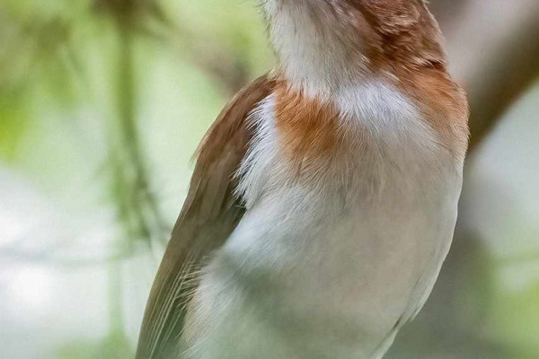 Rufous Whistler