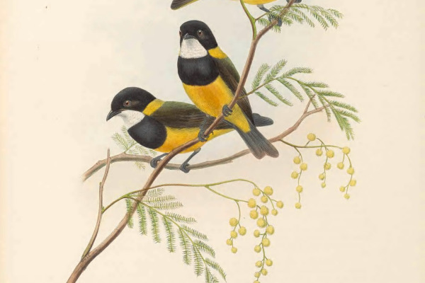 Rufous Whistler