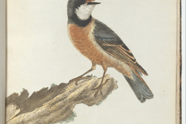 Rufous Whistler