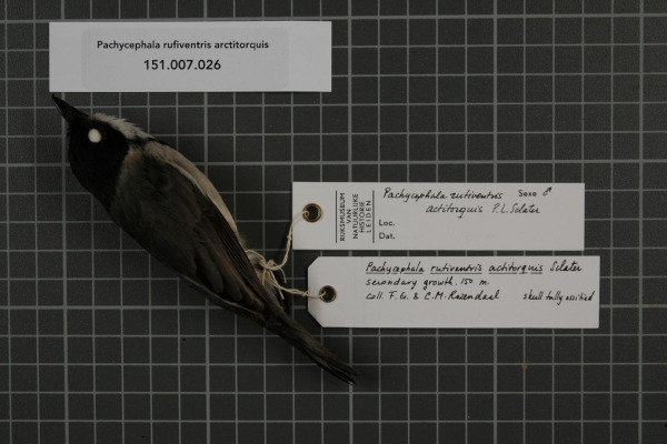 Rufous Whistler