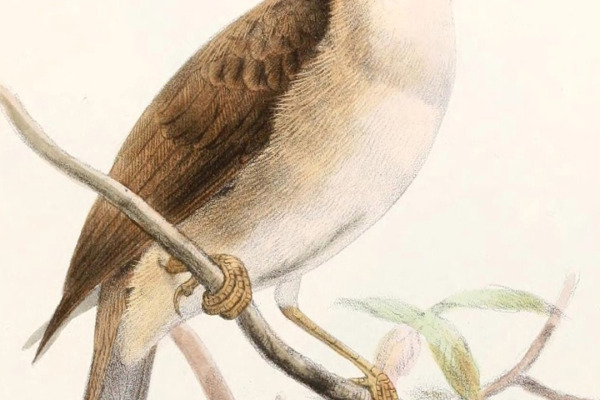 Rufous Whistler