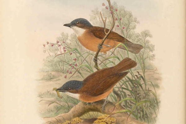 Rufous Whistler