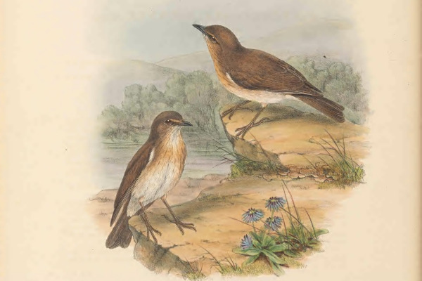 Rufous Whistler