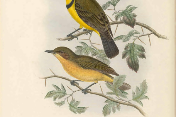 Rufous Whistler