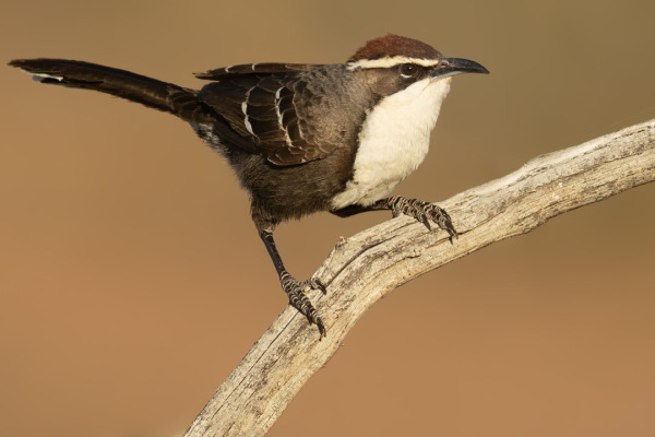 Rufous Whistler