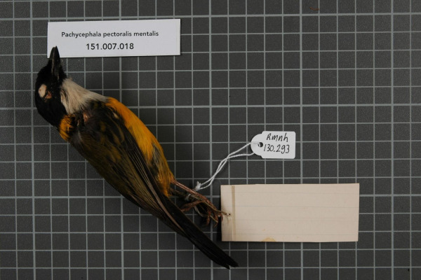 Rufous Whistler