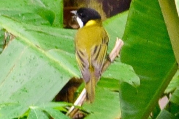Rufous Whistler