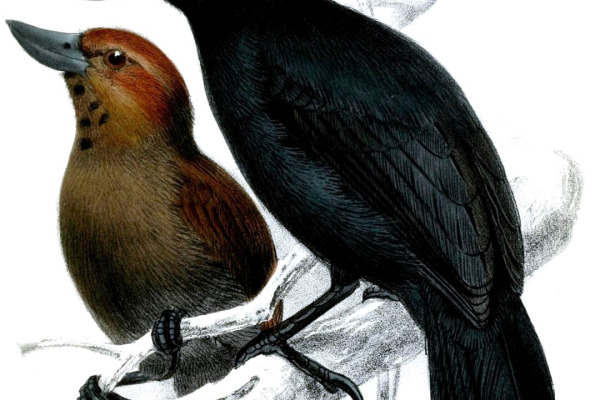 Rufous-winged Antwren