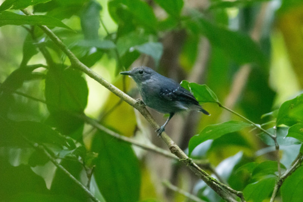 Rufous-winged Antwren