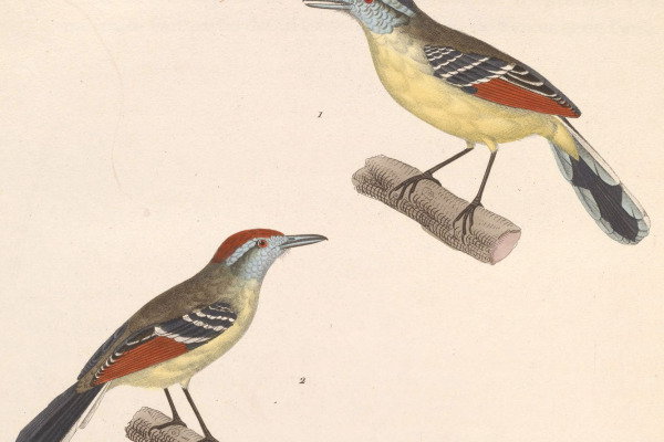Rufous-winged Antwren
