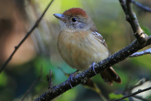 Rufous-winged Antwren