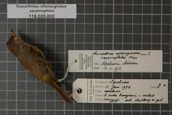 Rufous-winged Antwren