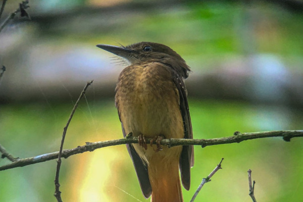 Rufous-winged Antwren