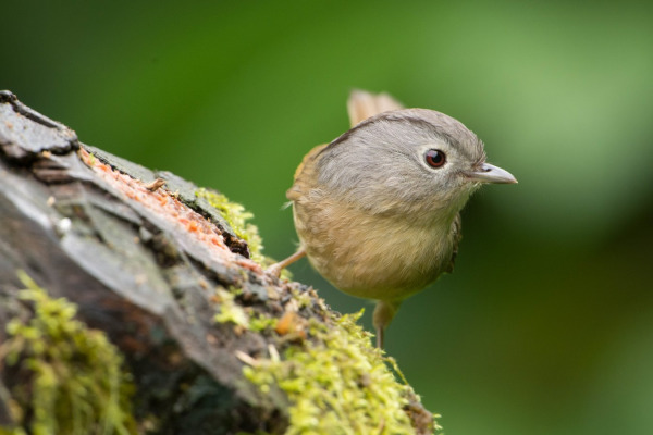 Rufous-winged Fulvetta