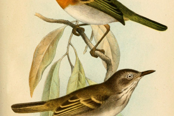 Rufous-winged Tyrannulet