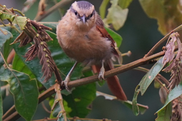 Rufous woodpecker