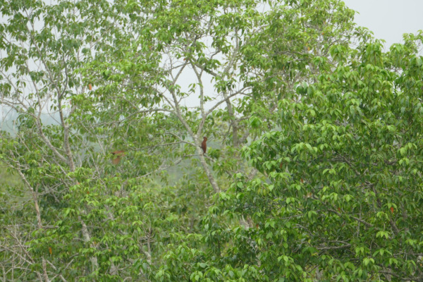 Rufous Woodpecker