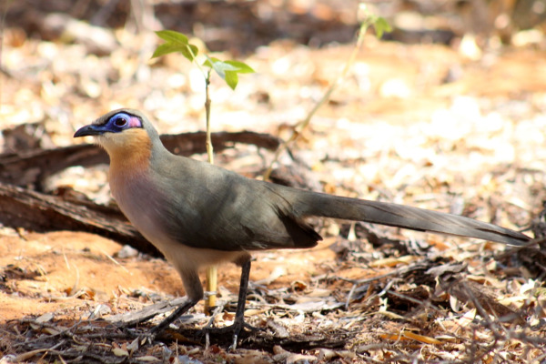 Running Coua