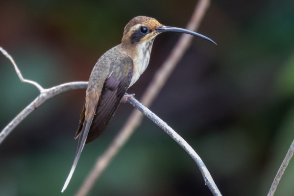 Rupununi Hermit