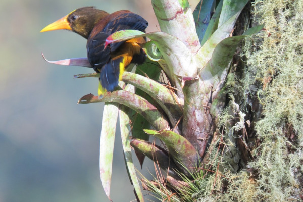 Russet-backed Oropendola