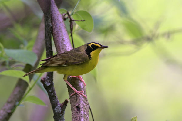 Russet-crowned Warbler