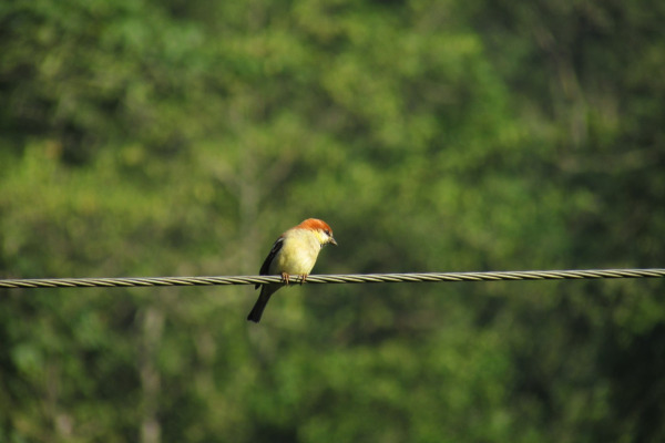 Russet Sparrow