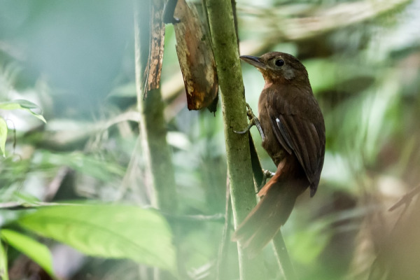 Rusty-backed Antwren