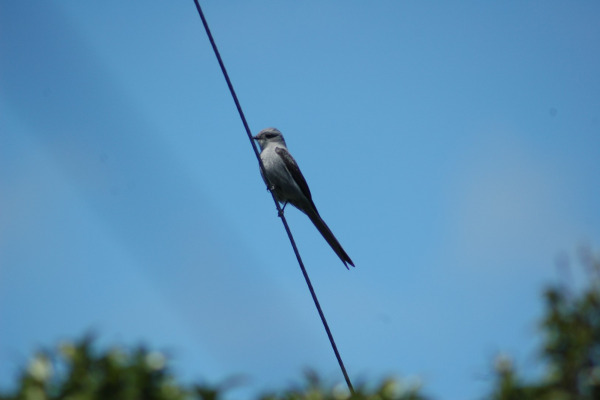 Rusty-backed Antwren