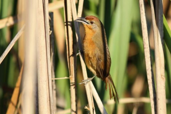 Rusty-backed spinetail