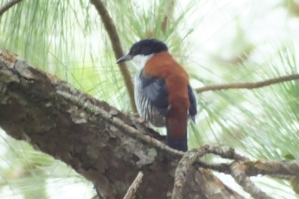 Rusty-belted Tapaculo