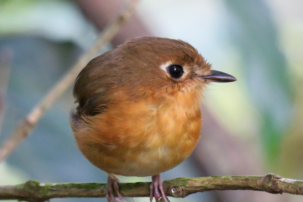 Rusty-breasted Antpitta