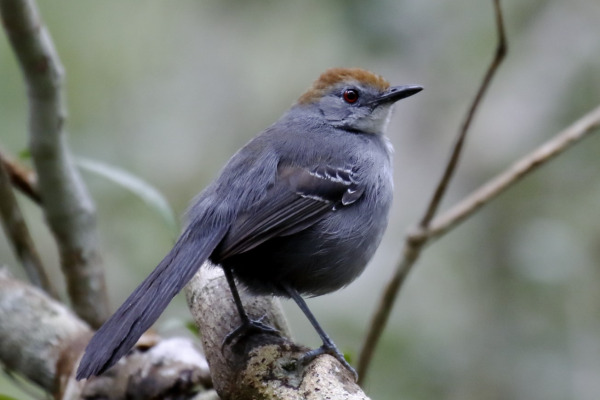 Rusty-breasted Antpitta