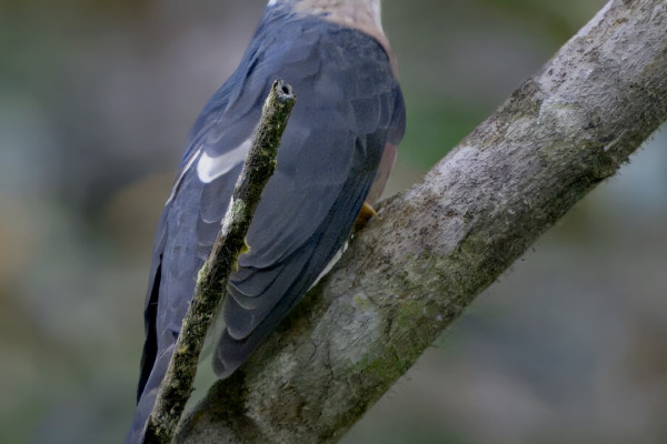 Rusty-breasted Cuckoo