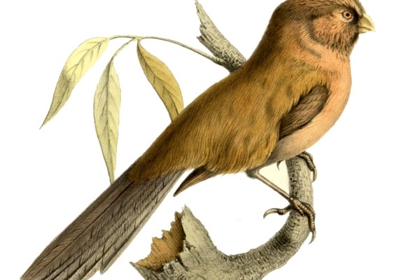 Rusty-capped Fulvetta