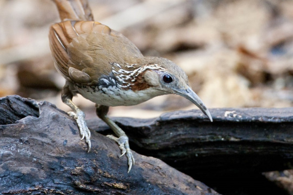 Rusty-cheeked Scimitar Babbler