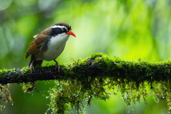 Rusty-cheeked scimitar babbler