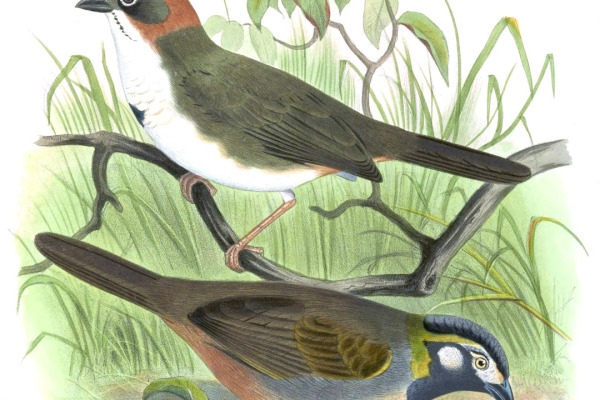 Rusty-crowned Ground Sparrow