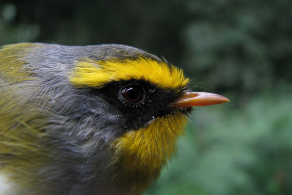 Rusty-faced Tit