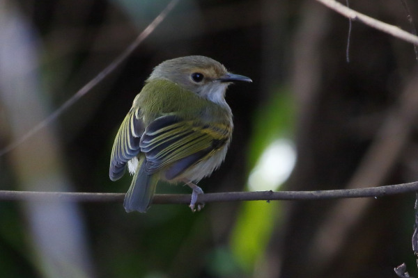 Rusty-fronted Tody-Flycatcher