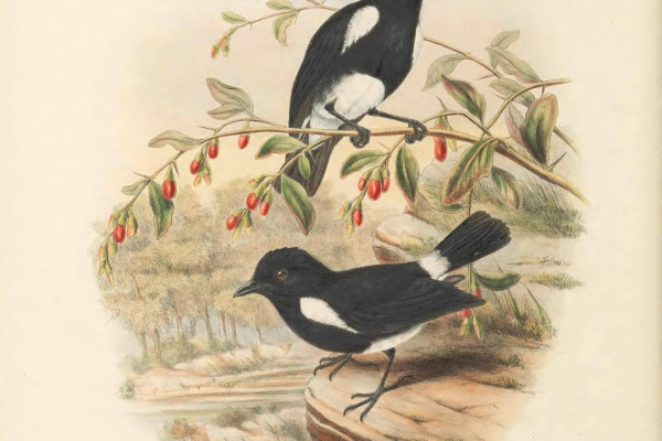 Rusty Mouse-warbler