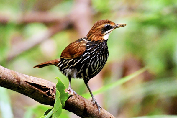Rusty-naped pitta