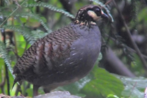 Rusty-naped pitta