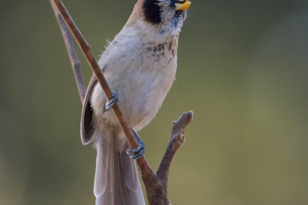 Rusty-necked parrotbill