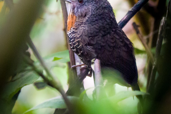 Rusty-throated Wren-Babbler