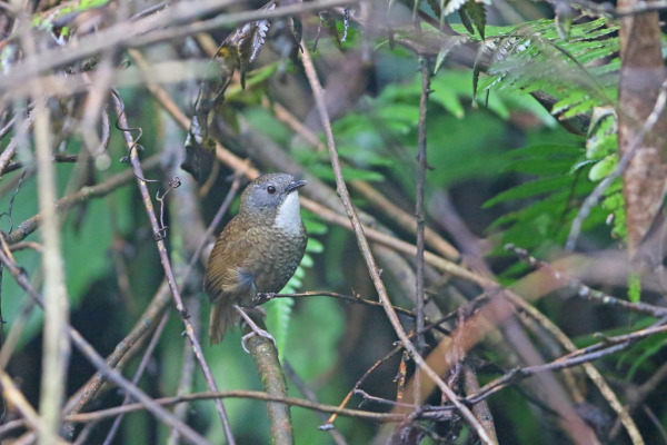 Rusty-throated Wren-babbler