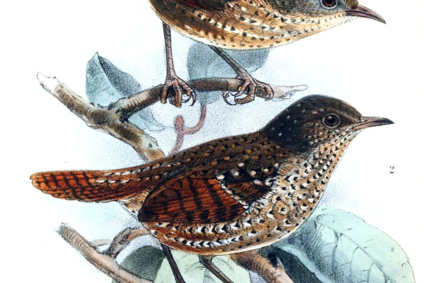 Rusty-throated Wren-Babbler